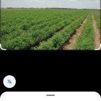 فروش-زمین-کشاورزی