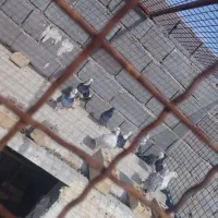 کبوتر|پرنده|جلیل آباد, |دیوار