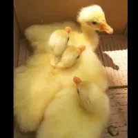 قو قاز اوکراینی سفید