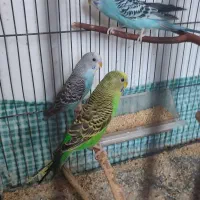 مرغ عشق مولد و سرحال