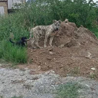 سگ افغان سراب|سگ|رشت, توشیبا|دیوار