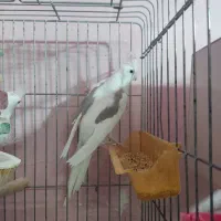 عروس هلندی آلبینو و لوتینو مولد بشرط|پرنده|قم, علی آباد|دیوار