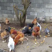 فروش مرغ و خروس برهما|حیوانات مزرعه|خرمآباد (تنکابن), |دیوار