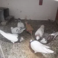 زردوشامی|پرنده|سبزوار, قصبه شرقی|دیوار