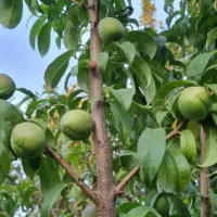 باغچه چهاردیواری ۱۵۰۰ متری در فردوسیه|فروش زمین و ملک کلنگی|فردوسیه, |دیوار