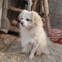 سگ پاکوتاه قیمت ۲۵۰۰