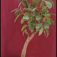 بونسای خرفه فیکوس کراسولا یشم