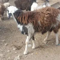 بره قوچ افغانی