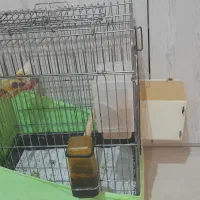 جفت فنچ گلدین جوان با قفس غلام و وسایل|پرنده|تهران, شهرک فرهنگیان|دیوار