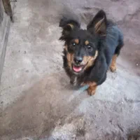 فروش دو عدد سگ|سگ|بم, |دیوار