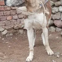 ماده سگ افغان