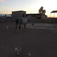 اسب ابستن ترکمن با کره ماده|اسب و تجهیزات اسبسواری|گنبد کاووس, |دیوار