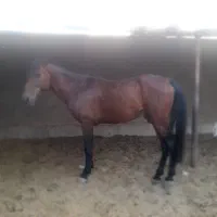 اسب نردره شوری