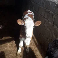 فروش یک جا گاو و گوساله|حیوانات مزرعه|فولادشهر, فولادشهر|دیوار