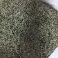 فروش آویشن کوهی (وحشی)برگ پهن
