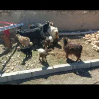 بز شیری با ۵ بزغاله ارزان