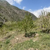 فروش-زمین-باغی