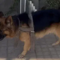 سگ ژرمن شپرد|سگ|میاندوآب, |دیوار