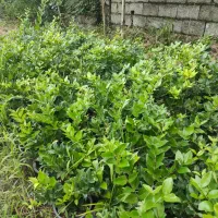 لاوسون ، یاس هلندی،شمشاد،فونیکس، شمشاد پیوندی|خدمات باغبانی و درختکاری|چابکسر, |دیوار