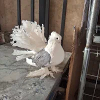 فروش کبوتر دم چتری آمریکایی دوکت