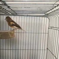 جوجه قناری