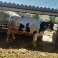 گاو