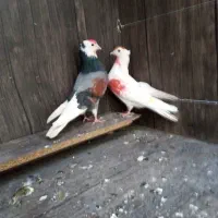 10عددکفترخوب