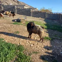 بز نر|حیوانات مزرعه|شباب, |دیوار