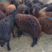 ۲۰راس بره ماده پای قوچ قزل افشاری
