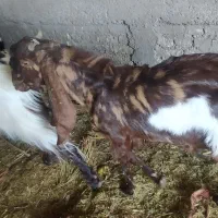 سلام سه نر|حیوانات مزرعه|خرمشهر, |دیوار