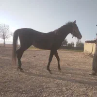 کره نریان سه ساله