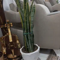 گل سانسوریا لبه طلایی|گل و گیاه طبیعی|ایلام, |دیوار