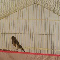 جفت قناری سوخته