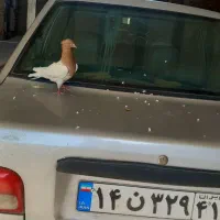 ماده کله زرد  ۸۰۰