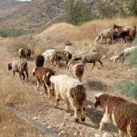 تعداد ۴۷ رس میش با یه قوچ ۴۴ راس بره‌دار