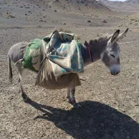 الاغ گله ای