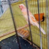 قناری سرخ|پرنده|شهرضا, |دیوار