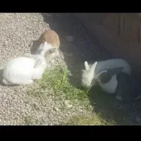 خرگوش نیم لوپ