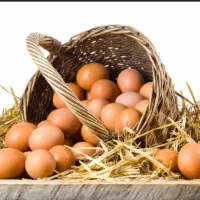 تجربه طعم واقعی روستا با تخم‌مرغ محلی ارگانیک