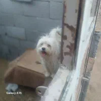 پاپی زبر و زرنگ|سگ|شهرضا, |دیوار