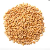 فروش گندم