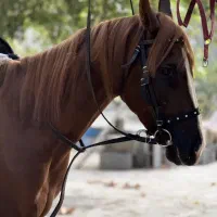 اسب نریشن دره شوری