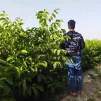 پیشفروش نهال گردو خوشه ای|خدمات باغبانی و درختکاری|انزل, |دیوار