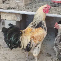 خروس محلی|حیوانات مزرعه|تکاب, |دیوار