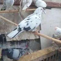 کبوتر