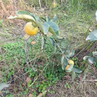 فروش نهال با چک صیادی خرید با چک به قیمت نقدی