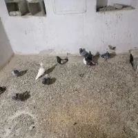 پرنده|پرنده|نیشابور, میدون بار|دیوار