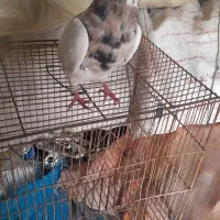 کبوتر خوش رنگ