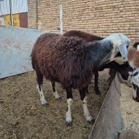 بره قوچ|حیوانات مزرعه|رشتخوار, |دیوار