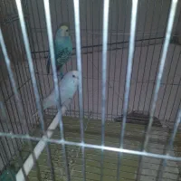 مرغ عشق